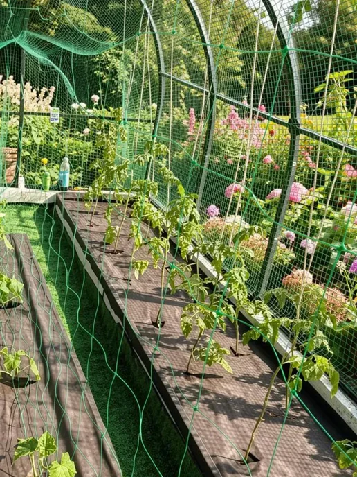 Сетка для гороха садовая 1х6м 10х10см, 1x6 м, фото 4