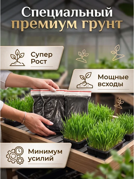 Мурмули Трава для кошек с Грунтом. Готовый комплект, вариант, фото 2